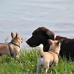 Appartement Darss With And Without A Dog Born